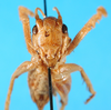 CollectionObject 1567523; 5d91869a-c3de-4764-a319-c7149260b3b4: female, frontal view. (CollectionObject).