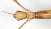 CollectionObject 1559026; NMW 779, 7e1847a0-cd7c-432d-9d71-6405e0886c23: copyright NMW, Vienna. female: head, dorsal view (syntype). (CollectionObject).