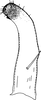Subgenital plate: !! display not done !! on Eurhadina (Eurhadina) loewii (Then, 1886): Subgenital plate. (Observation).