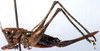 Ixalodectes megacercus Rentz, 1985: female (paratype). (Otu).