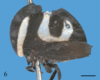 Habitus, lateral view: !! display not done !! on Membracis lunata Fabricius, 1787: (Observation).