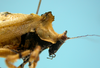 CollectionObject 1542954; DEES MZLQ-I0027'', 8319433e-ad07-477e-8638-cd84460fbc04: male, pronotum and head lateral view (paratype). (CollectionObject).