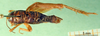 CollectionObject 1501763; a16ccdfd-aaba-4bca-93f6-acf249a6cc61: male, dorsal view (paralectotype). (CollectionObject).
