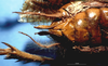 CollectionObject 1513075; 21ddcca8-0083-4c85-bebe-f9df9a064dd8, NHMUK012496761: female, subgenital plate and ovipositor (holotype). (CollectionObject).