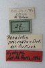 CollectionObject 1572895; ef38ac66-6d95-462c-afbd-61367e9c8d1c: female, labels (paralectotype). (CollectionObject).