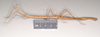 CollectionObject 1559251; 1093c59f-8e59-4f1d-8c45-0ad53cd66496: copyright Natural History Museum, London. female, lateral view of Dixippus insularis (holotype). (CollectionObject).
