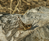 CollectionObject 1582072; 943a33be-2d3c-4cc2-81e3-909d821279e9: male. (CollectionObject).