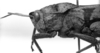 CollectionObject 1521479; 3fe11ef1-07d6-46ea-b3ed-170d79dc6c38: Image Carbonell, C.S. male head and pronotum, lateral view (holotype of Tropidonotus schulzi). (CollectionObject).