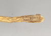 CollectionObject 1557469; NHMUK(SF IMPORT DUPLICATE) 844511, 44ef6d1e-27af-4490-bf98-e8d7ad2f9ad5: copyright Natural History Museum, London. female of synonym Bostra lobata: end of abdomen, dorsal view (holotype). (CollectionObject).