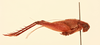 CollectionObject 1518315; de9d34ca-fd8c-4ea5-b56f-8c72a029bc7c, NHMUK013806953: male, lateral view (holotype). (CollectionObject).