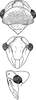 Head: !! display not done !! on Megophthalmus scanicus (Fallén, 1806): Head, pro-, and mesothorax. (Observation).
