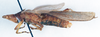 CollectionObject 1501038; bfb36fa2-d52c-4168-a794-1d386535e233, DORSA BAdesdahT01: male, lateral view (holotype). (CollectionObject).