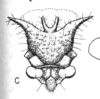 Head on Cyphonia braccata (Germar, 1835): (Observation).