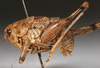CollectionObject 1517106; 864c5181-c6b4-46e0-a0c5-f6e88cc71772: male, lateral view (holotype). (CollectionObject).