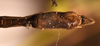 CollectionObject 1559679; 03404040-4875-4a90-9049-33fc2e48c2d8: copyright OUMNH. male: end of abdomen, ventral view (holotype). (CollectionObject).
