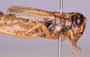 CollectionObject 1590326; 6016c7d3-d445-448d-bff1-eb2d09a73397: female, head and thorax, lateral view. (CollectionObject).