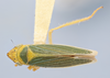 Habitus, dorsal view: (Observation).