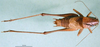 CollectionObject 1501871; c855cbc6-e370-472c-bd74-f94130cd561d: male, dorsal view (paratype of Psorodonotus specularis inermis). (CollectionObject).
