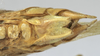 CollectionObject 1541893; 83c567be-17fb-436c-8aed-60b12210364c: male subgenital plate (syntype). (CollectionObject).