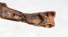 CollectionObject 1557027; 2d84b58d-d193-470f-adbf-475a1e62da5c: copyright MHNG Geneva. male: end of abdomen, ventral view (lectotype). (CollectionObject).
