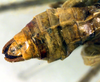CollectionObject 1500565; 2e815fd3-38dc-44c4-99bd-7f27718aeece: male cerci (lectotype). (CollectionObject).