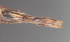 CollectionObject 1562779; 0308760d-8b97-4842-b88c-2ecb9afa9b5c: copyright QMBA. female: end of abdomen, ventral view (holotype). (CollectionObject).