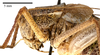 CollectionObject 1475982; f7f33ea0-a106-426e-9e61-58b3fc1898cb: male, lateral view (holotype). (CollectionObject).