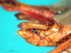 CollectionObject 1594832; 9f44fe0b-e988-422b-9c30-4232ac6510e1: male abdomen tip, lateral view (syntype). (CollectionObject).