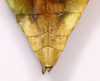 CollectionObject 1591392; 7d78fac1-fa80-45ea-815a-c34b7173b32e: copyright ISAS Yunan. female end of abdomen, dorsal view (holotype). (CollectionObject).