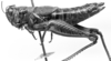 Image Carbonell, C.S female, lateral view (paralectotype of Melanoplus marculentus). Depicts CollectionObject 1564562; 9fba483b-0a42-46a7-ac10-8f6a4eeda9cd, a CollectionObject.