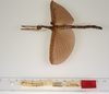 CollectionObject 1559666; dc19fe70-ef8b-42ba-b064-1fc80d7e1aa5: copyright ZMUH, Hamburg. female of synonym Marmessoidea conspurcata (lectotype). (CollectionObject).