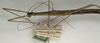 CollectionObject 1560366; NMW 1128, da930b11-6d94-4428-b8ff-54e3ccf9606d: copyright NMW, Vienna. male: head and thorax, lateral view (syntype). (CollectionObject).