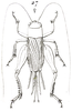 Gryllus (Gryllus) assimilis assimilis (Fabricius, 1775): Pl. VIII, Fig. 27. female, dorsal view. (Otu).