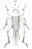Pl. VIII, Fig. 27. female, dorsal view. Depicts Gryllus (Gryllus) assimilis assimilis (Fabricius, 1775), an Otu.