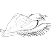 Pygofer, lateral view on Buhria angusta (Dworakowska, 1976): Genital capsule, lateral view. (Observation).