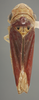 Habitus, dorsal view: !! display not done !! on Bucephalogonia xanthophis (Berg, 1879): Dorsal - Red. Specimen with red color variation. (Observation).