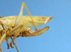 CollectionObject 1580354; MUJ MUJ-670, c145f0bc-9113-4316-995c-9f79132ae82f: female, ovipositor lateral view. (CollectionObject).
