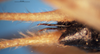 CollectionObject 1505326; 06763844-0603-4a69-8408-8af466275265: male, abdomen tip (holotype). (CollectionObject).