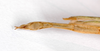 CollectionObject 1557020; 0d27ecb8-263a-4d7f-9bc0-d9fd3b1cc75d: Copyright MNCN, Madrid. male: end of abdomen, ventral view (paralectotype). (CollectionObject).