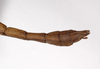 CollectionObject 1563571; 933df58e-b954-4a25-86f1-aed56a6561ba: copyright ZMHB, Berlin. male: end of abdomen, dorsal view (syntype). (CollectionObject).