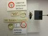 CollectionObject 1593439; 19e62c4f-50f9-4b73-9212-631f0f333d50: Lygaeus concisus. Holotype. (BMNH) - (CC BY-NC 4.0) Photo by Stuart Cole, reproduced with permission from the Natural History Museum, London, UK. (CollectionObject).