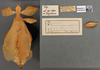 Cryptophyllium yapicum (Cumming & Teemsma, 2018): copyright BPBM. female non-type. (Otu).