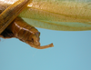 CollectionObject 1542722; DEES MZLQ-I0016, c211b784-2329-4f55-abb3-33b8e006b672: male, apex of the abdomen latero-posterior view (syntype). (CollectionObject).