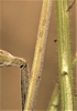 Oecanthus celerinictus Walker, 1963: oviposition holes on unspecified stem. (Otu).