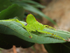 nymph (Udzungwa Mountains, Ngologolo, November 2017). Depicts Aerotegmina vociferator Hemp, 2019, an Otu.