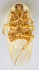 CollectionObject 1569225; 6912d178-449a-4161-9f36-dbd66886c907: Photo by Heidi Hopkins. Holotype, adult male, ventral habitus. (CollectionObject).