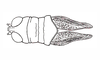 Baeacris talamancensis Rowell & Carbonell, 1977: Fig. 2. male, head, pronotum and tegmina, dorsal view. (Otu).