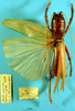 female, dorsal view (Salomona magnifica). Depicts CollectionObject 1520471; 324e4b6d-42f5-46c0-bda9-45bbae36a716, a CollectionObject.