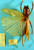 CollectionObject 1520471; 324e4b6d-42f5-46c0-bda9-45bbae36a716: female, dorsal view (Salomona magnifica). (CollectionObject).