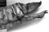 CollectionObject 1524861; 07750dcb-4b78-4a54-8f42-e7d755288f0e: Image Carbonell, C.S. female abdomen tip, lateral view (holotype). (CollectionObject).